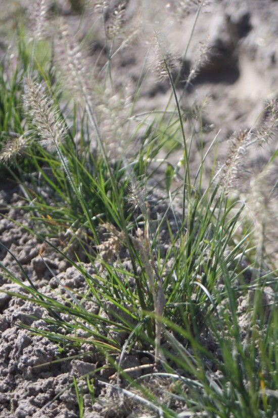 Pennisetum alopecoides little honey