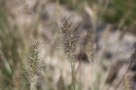 Pennisetum alopecoides - Burgundy Bundy