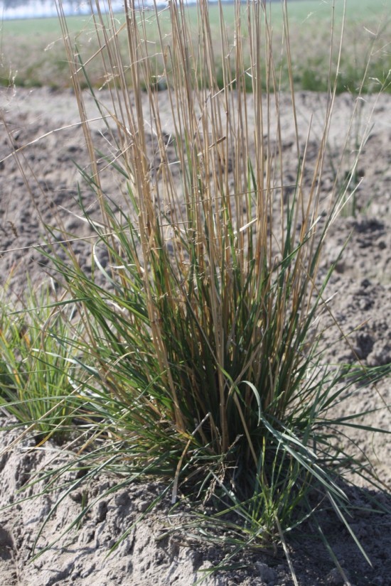 Sessleria heufferiana