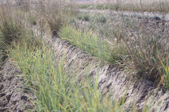 Sessleria heufferiana