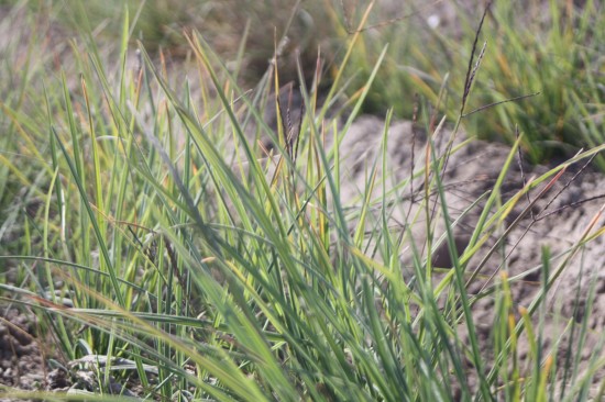 Sessleria heufferiana