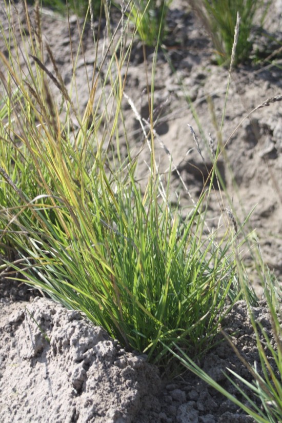 Sessleria autumnalis