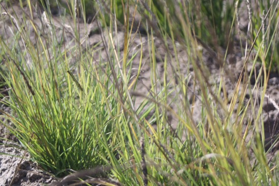 Sessleria autumnalis