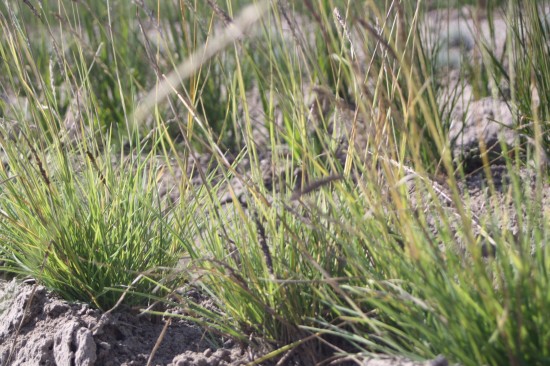 Sessleria autumnalis