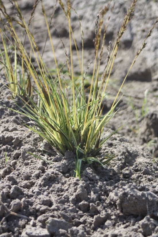 Molina caerulea variegata