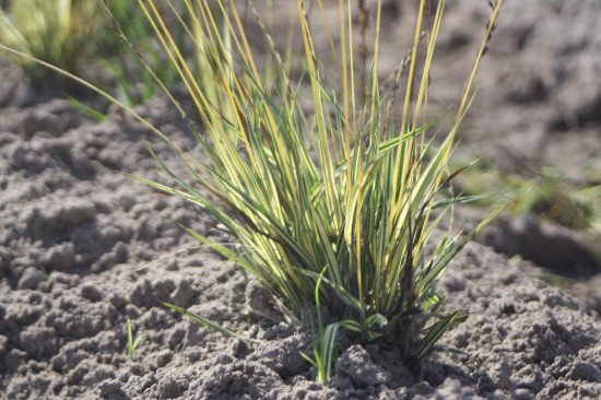 Molina caerulea variegata