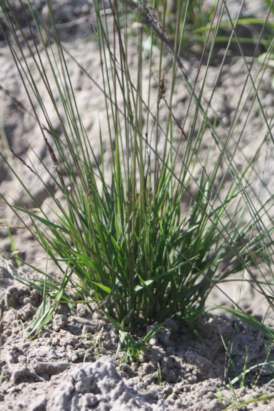 Molina caerulea moorhexe