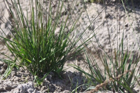 Molina caerulea moorhexe