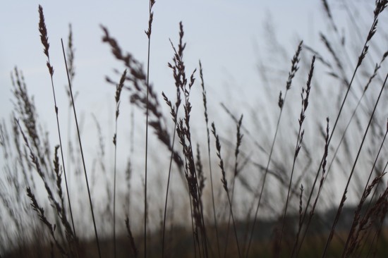 Molina caerulea moorhexe