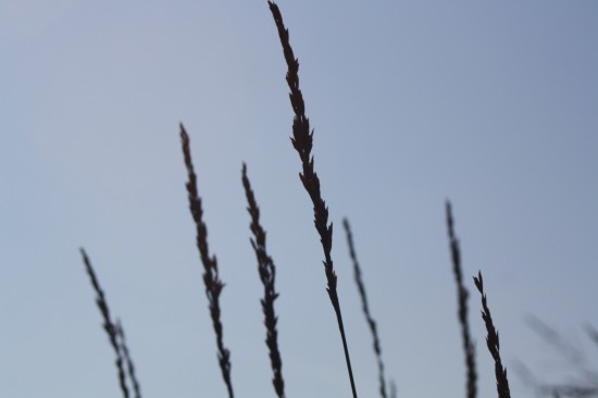 Molina caerulea - Aha Erlebenis