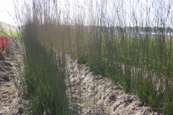 Molina caerulea - Aha Erlebenis