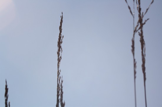 Molina caerulea edith dudzus