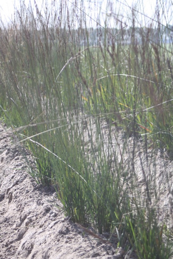 Molina caerulea edith dudzus