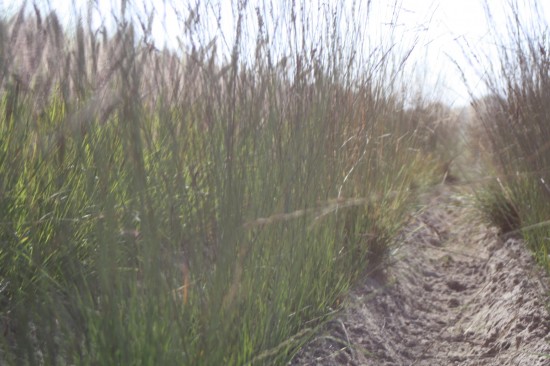 Molina caerulea edith dudzus