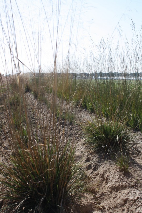 Molina caerulea - Poul Peteren