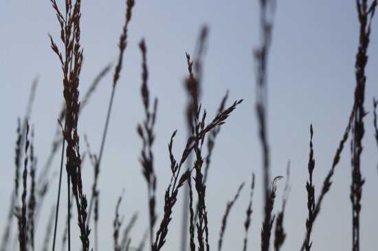 Molina caerulea igol