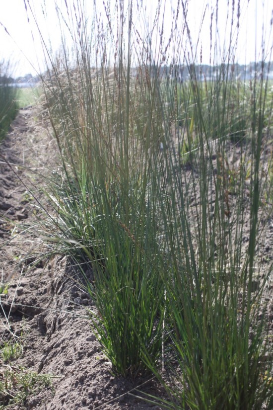 Molina caerulea igol