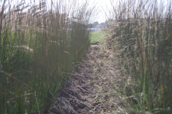 Molina caerulea igol