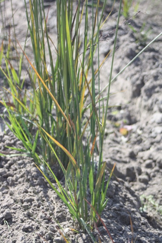 Molina caerulea - Rotschopf