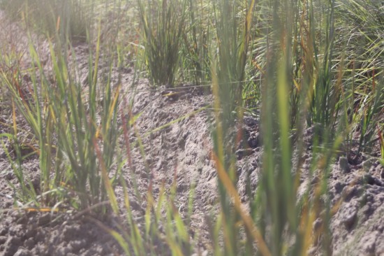 Molina caerulea - Rotschopf