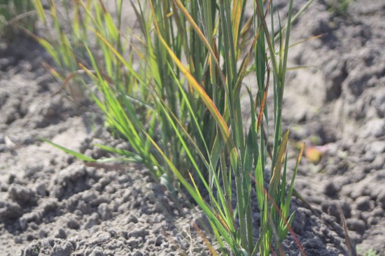 Molina caerulea - Rotschopf