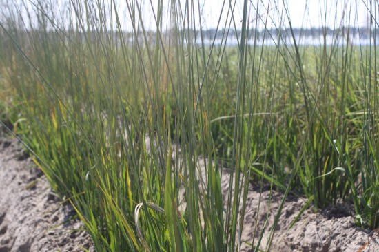 Molina caerulea fontane