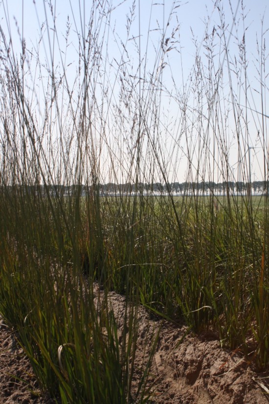 Molina caerulea fontane