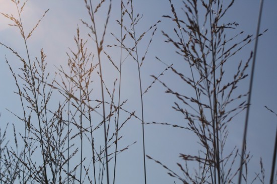 Molina caerulea - Bergfeund