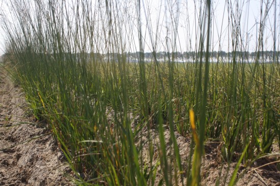 Molina caerulea - Bergfeund