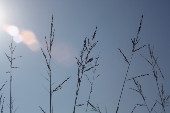 Molina caerulea karl foestner