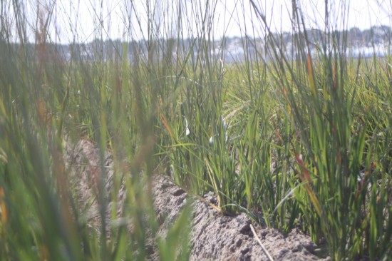 Molina caerulea karl foestner