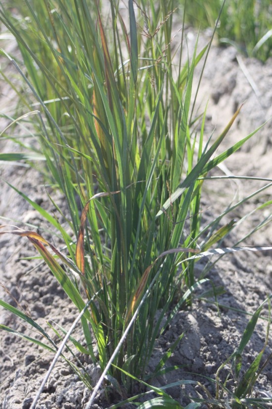 Molina caerulea karl foestner