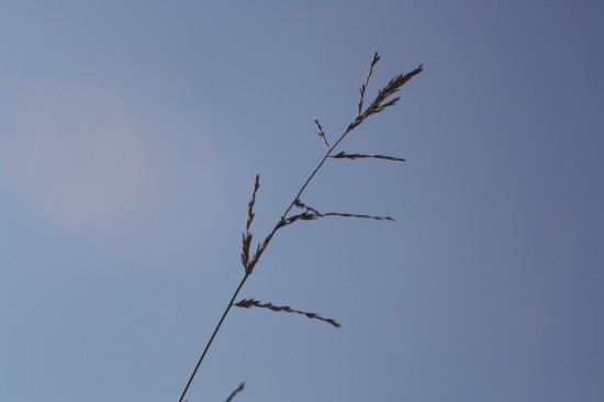 Molina caerulea windspiel