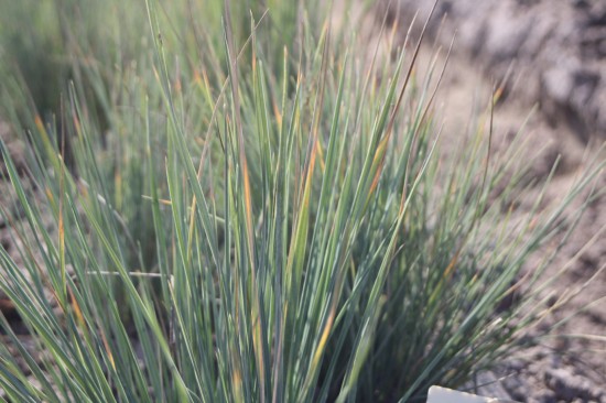 Helictotrichon sempervirens
