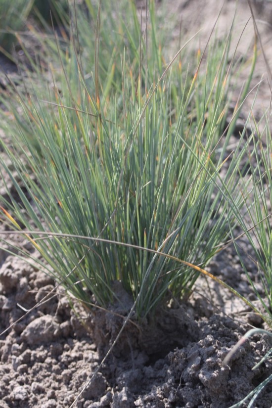 Helictotrichon sempervirens