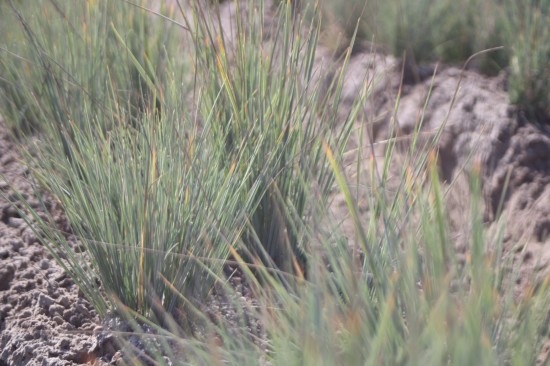 Helictotrichon sempervirens