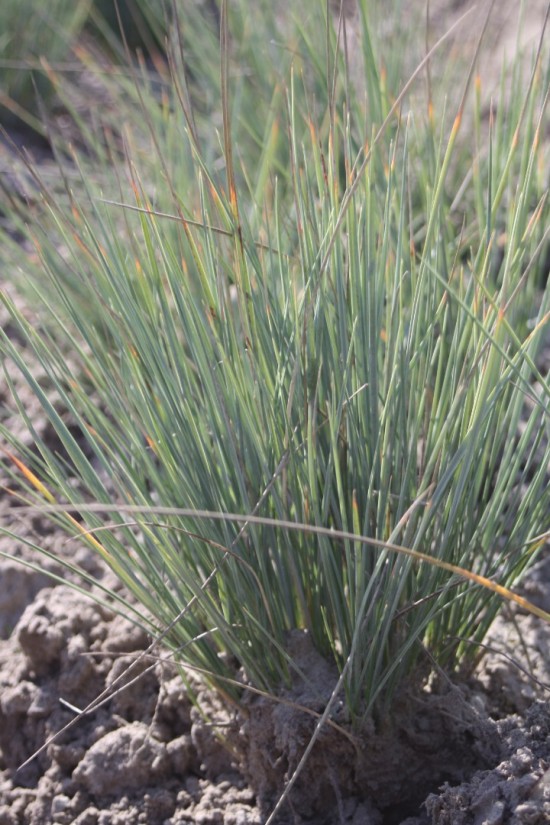 Helictotrichon sempervirens