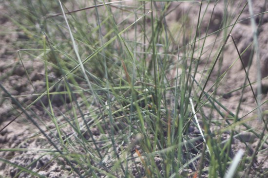 Muhlenbergia caplaris