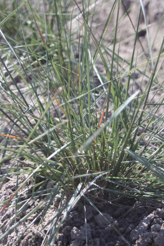 Muhlenbergia caplaris