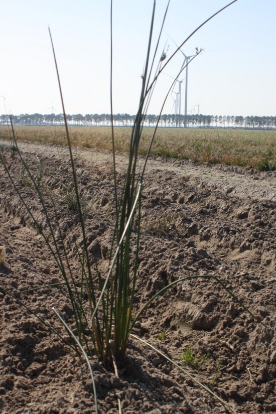Juncus pallidus - Javelin
