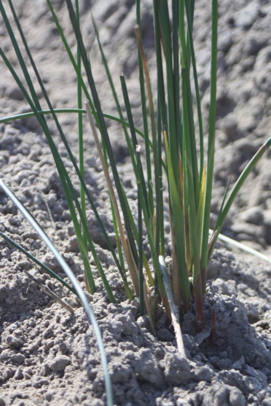 Juncus pallidus - Javelin