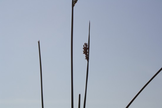 Juncus pallidus - Javelin