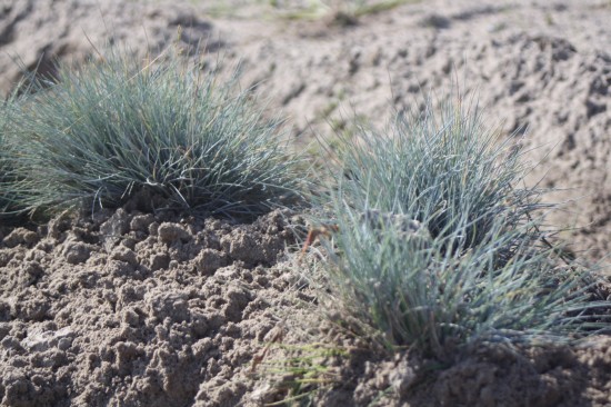Festuca glauca - Azurit