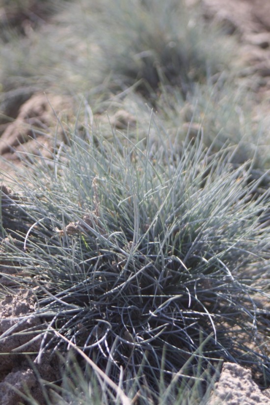 Festuca glauca - Azurit