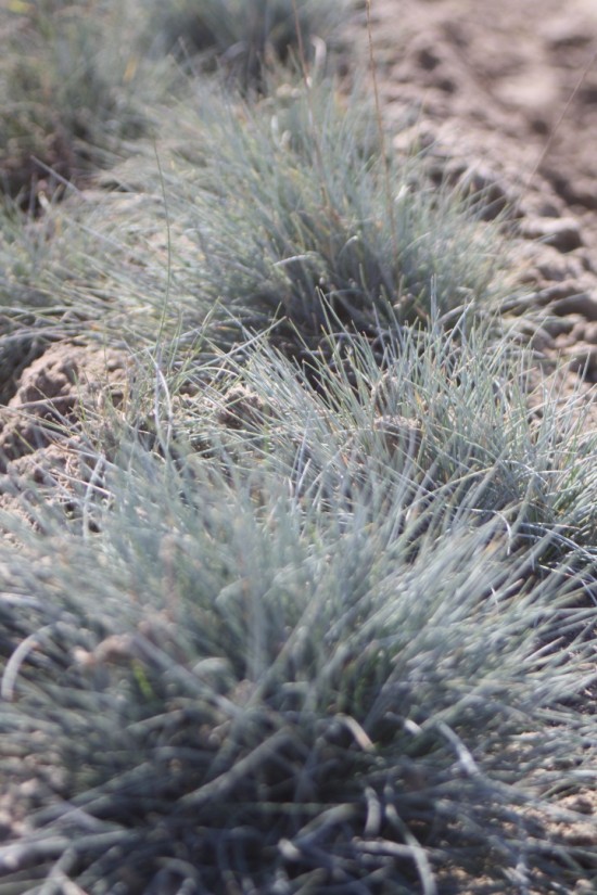 Festuca glauca - Azurit
