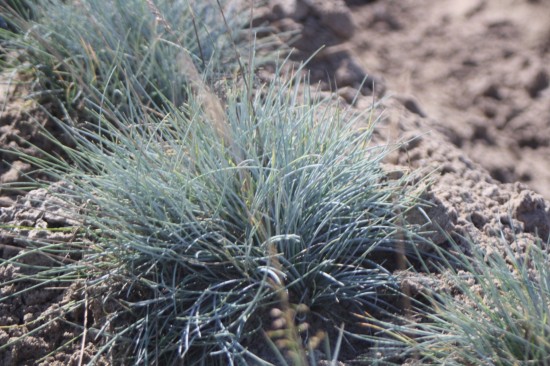 Festuca glauca - Eisvogel