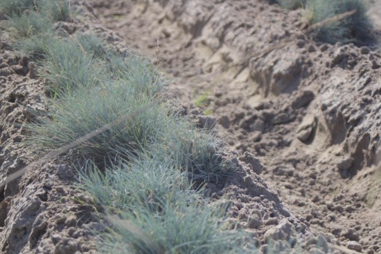 Festuca glauca - Eisvogel
