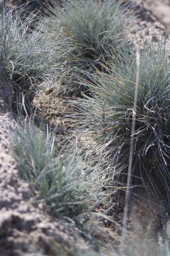 Festuca glauca elijah blue