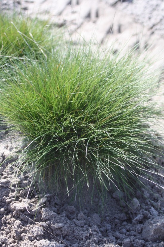 Festuca walberla