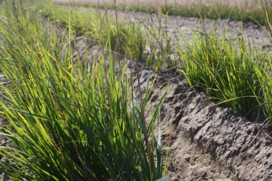 Calamogrostis brachytricha